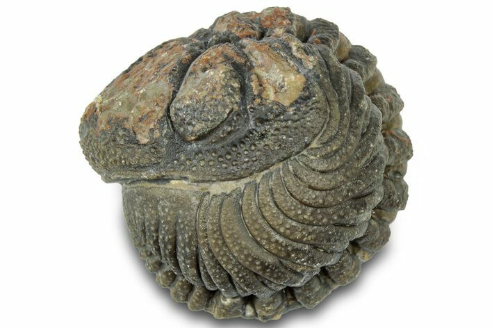 Wide Enrolled Morocops Trilobite - Morocco #310755